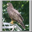 Buteo buteo - Maeusebussard 03 Deister.jpg